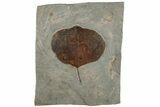 Fossil Leaf (Zizyphoides) - Montana #199548-1
